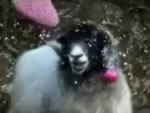 Video di Natale: pecorelle canterine